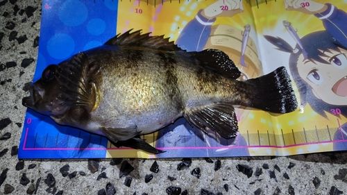 メバルの釣果