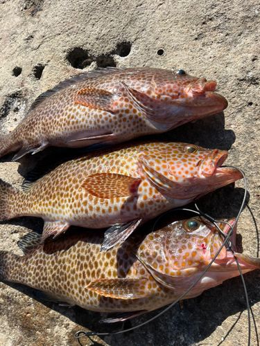 オオモンハタの釣果