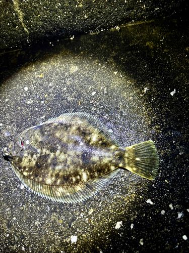 千葉港中央埠頭