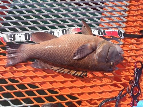 コブダイの釣果