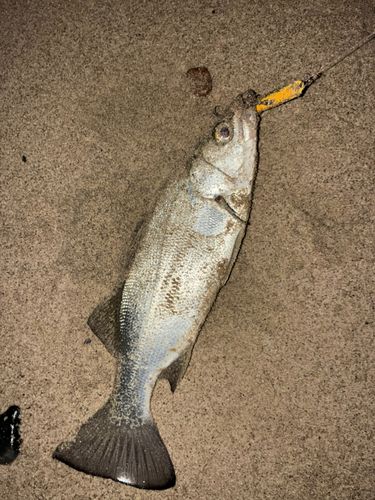 セイゴ（ヒラスズキ）の釣果