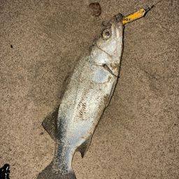 セイゴ（ヒラスズキ）