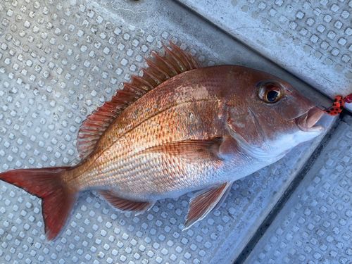 マダイの釣果