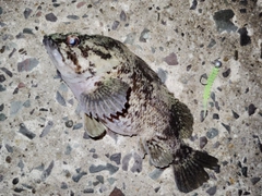 ムラソイの釣果