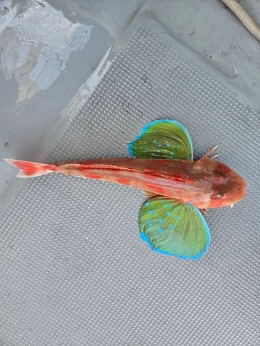 ホウボウの釣果