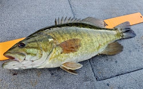 スモールマウスバスの釣果
