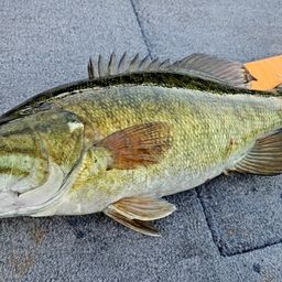 スモールマウスバス