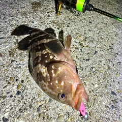 キジハタの釣果