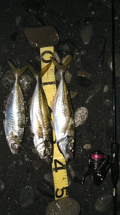 アジの釣果