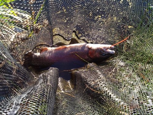 ニジマスの釣果