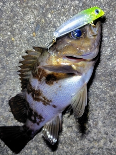 メバルの釣果
