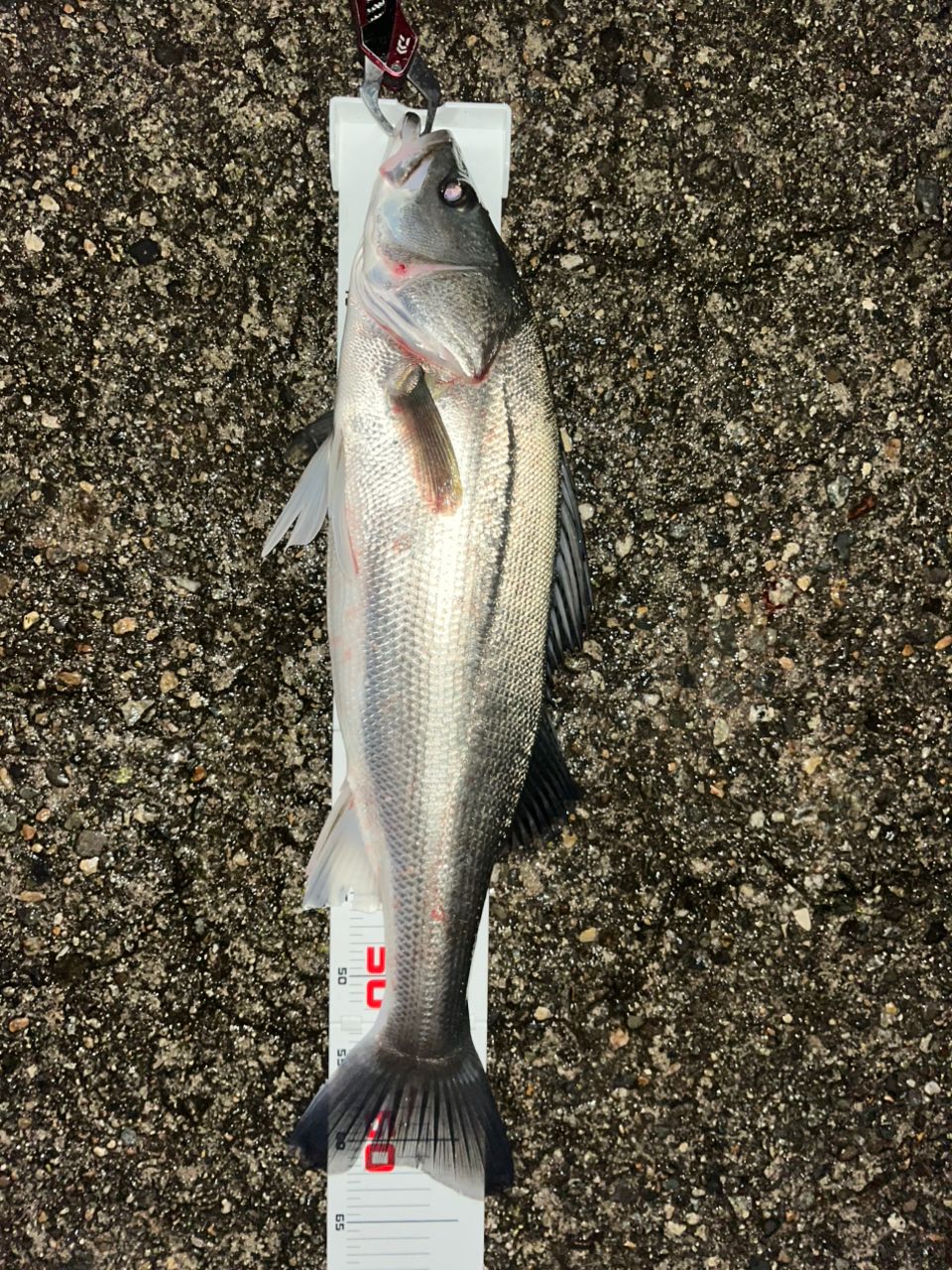 DAIWA 21ラブラックス AGS 96MLの最安値・インプレ・釣果 | 本音の