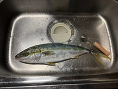 フクラギの釣果