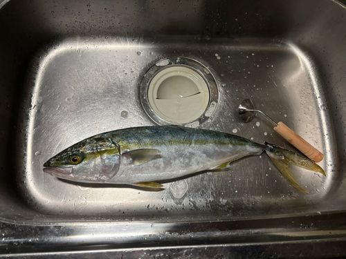 フクラギの釣果