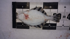 カワガレイの釣果