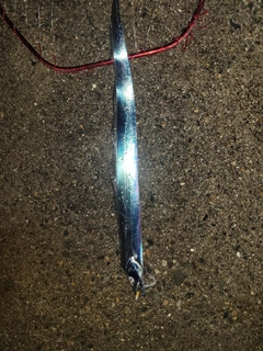 タチウオの釣果