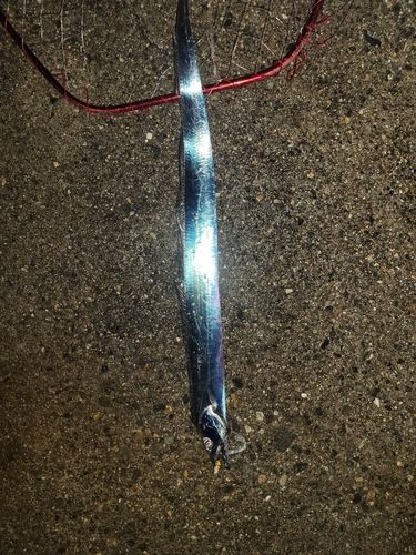 タチウオの釣果