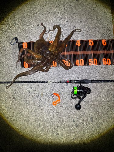タコの釣果