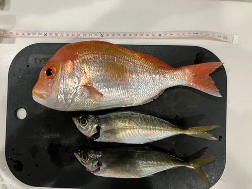 レンコダイの釣果