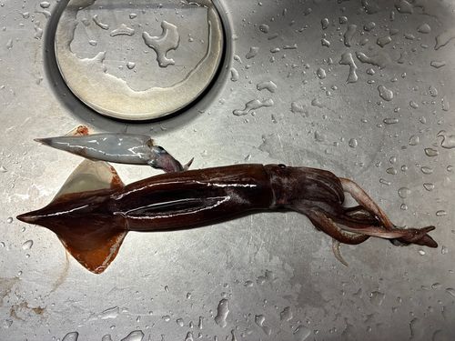ヤリイカの釣果