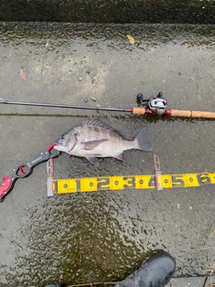 クロダイの釣果