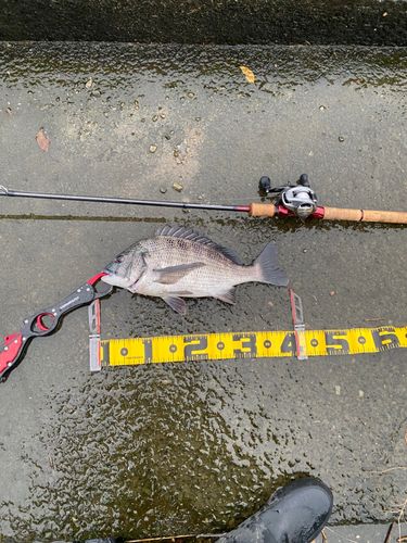 クロダイの釣果