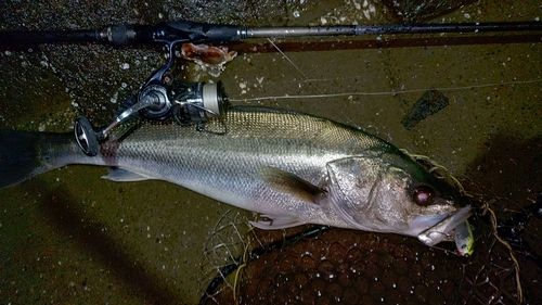 スズキの釣果