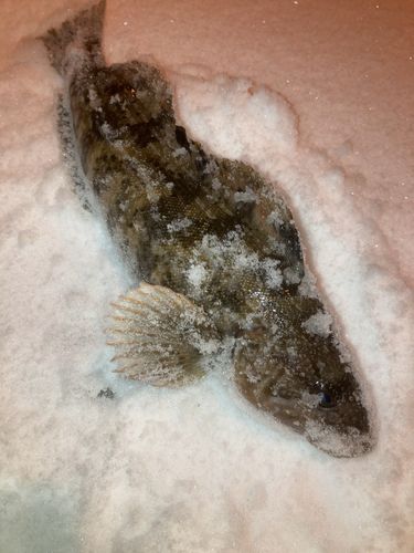 アイナメの釣果
