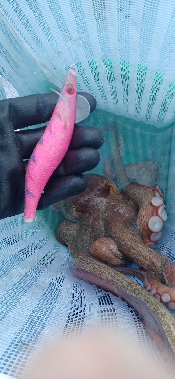 やってぃｰさんの釣果 1枚目の画像