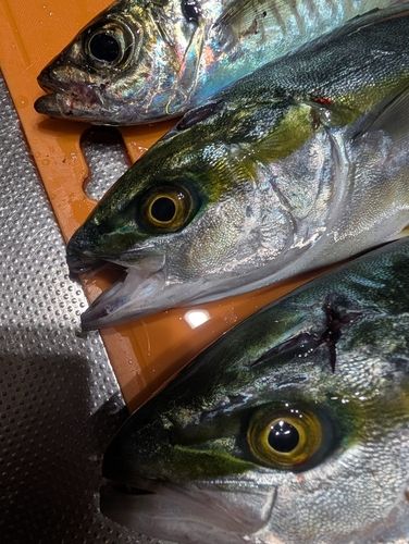 ヤズの釣果