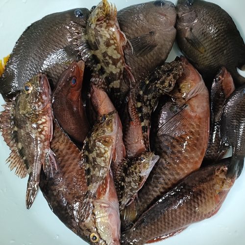 アカササノハベラの釣果