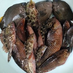 アカササノハベラ