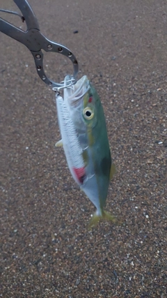 コゾクラの釣果