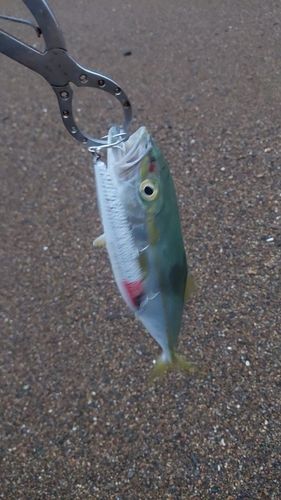 コゾクラの釣果