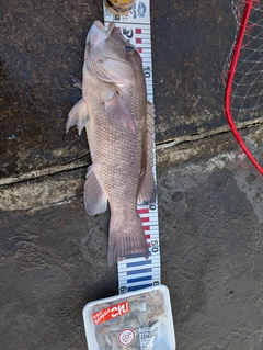 コブダイの釣果