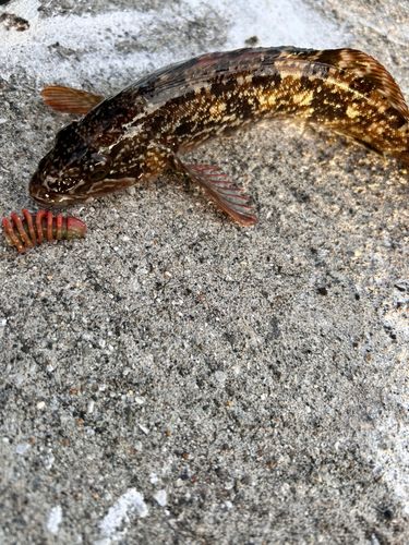 アイナメの釣果