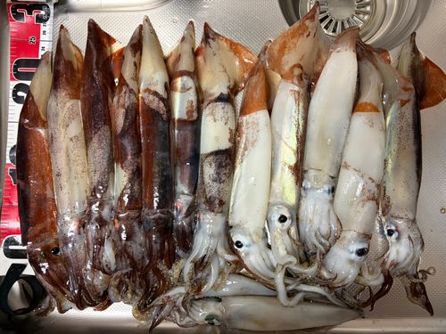 スルメイカの釣果