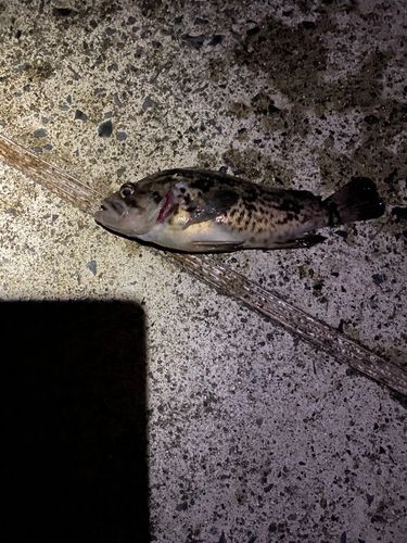 クロソイの釣果