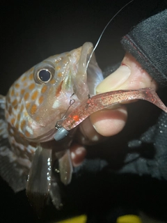 キジハタの釣果