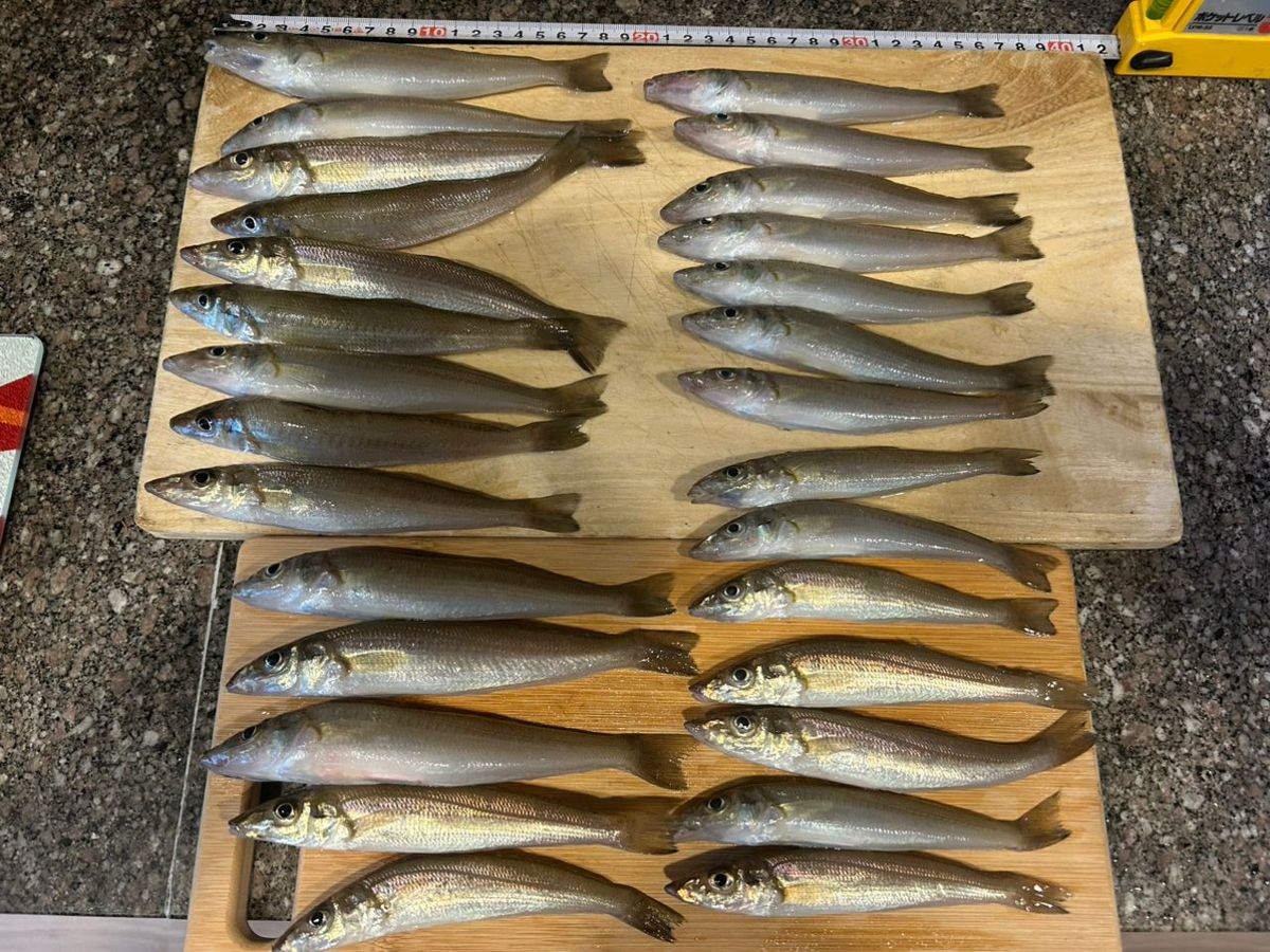 ひでそのさんの釣果 1枚目の画像