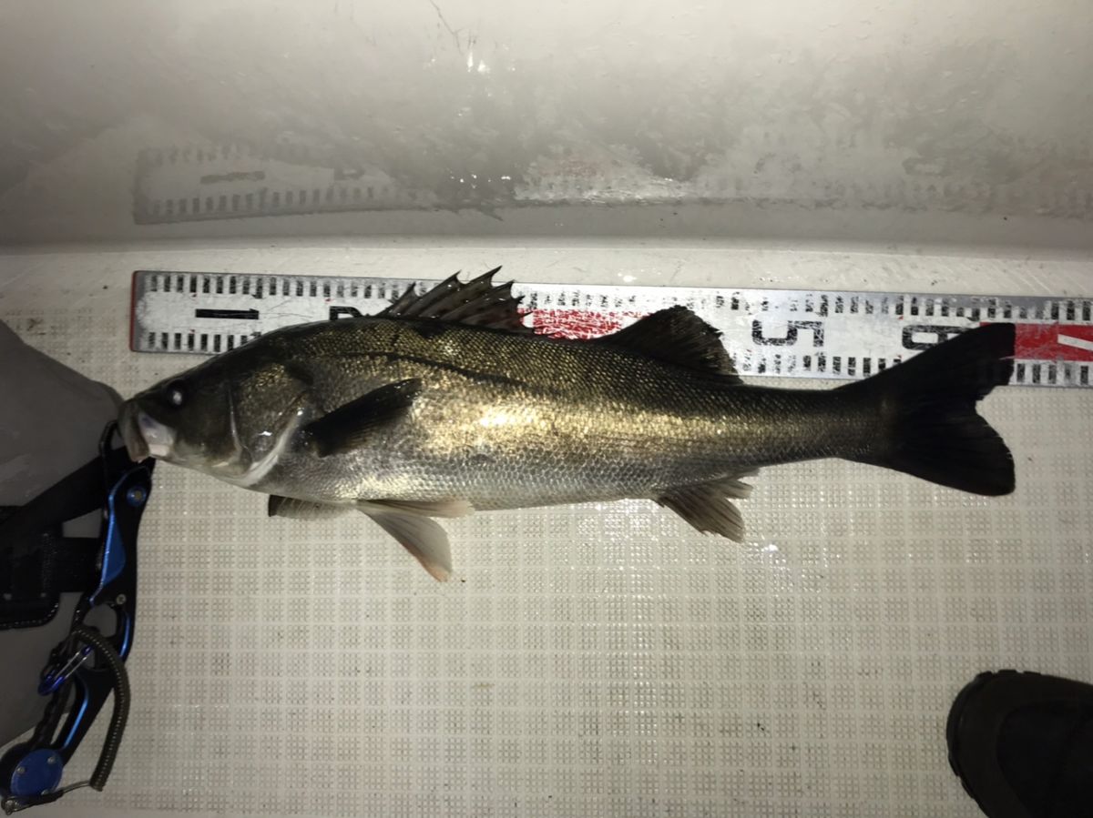 kan777(江戸前)さんの釣果 2枚目の画像