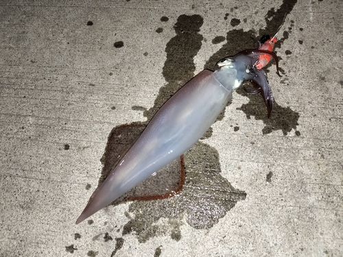イカの釣果