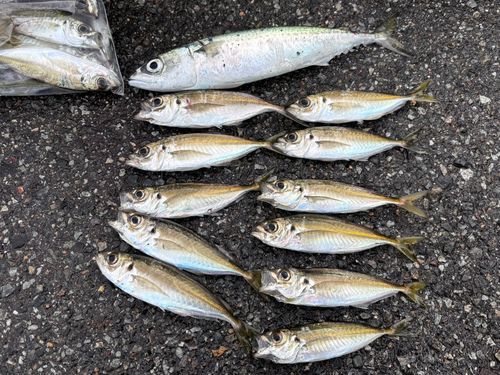 アジの釣果