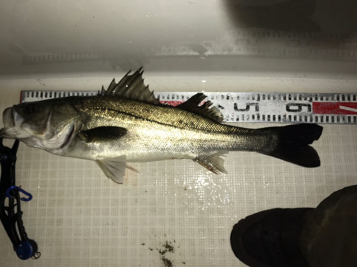 kan777(江戸前)さんの釣果 2枚目の画像