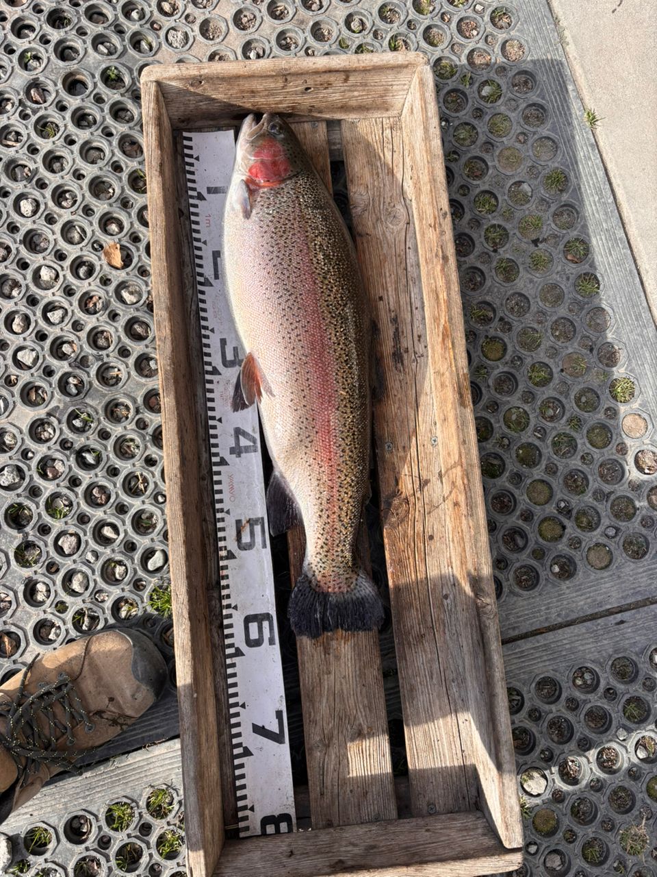 トラウトサーモン