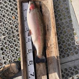 トラウトサーモン