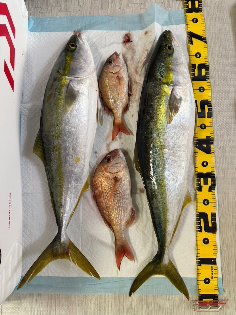 SHIMANO 19オシアジガー コンセプトS S66-4の最安値・インプレ・釣果