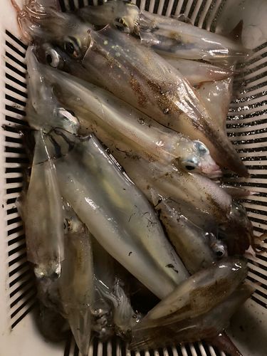 イカの釣果