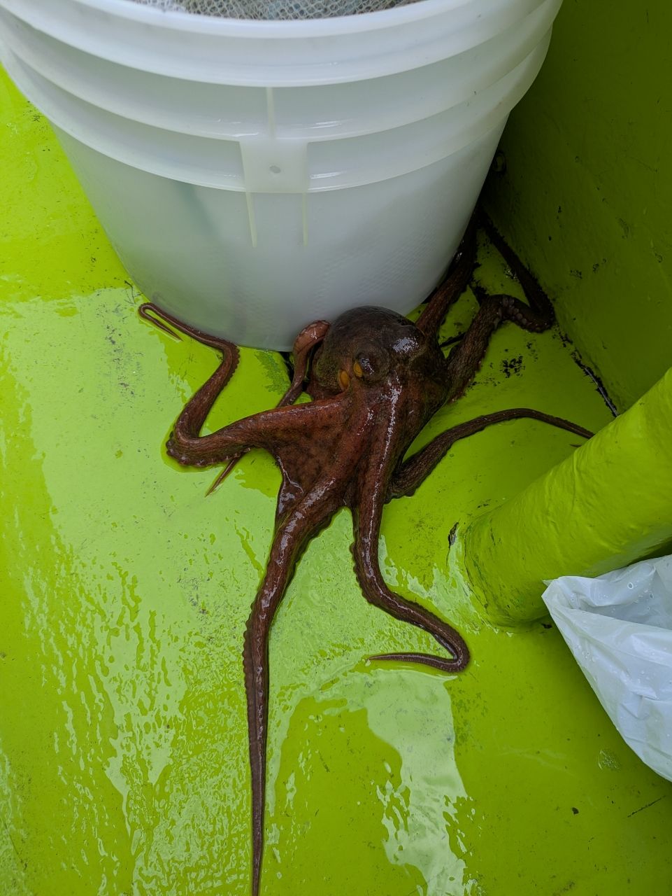 沖縄大好きナースさんの釣果 2枚目の画像