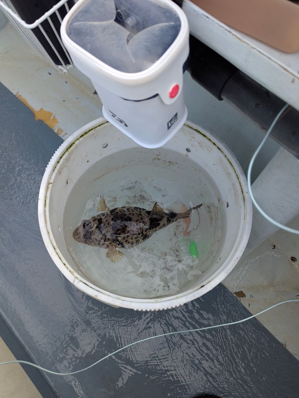 ちとちとさんの釣果 1枚目の画像